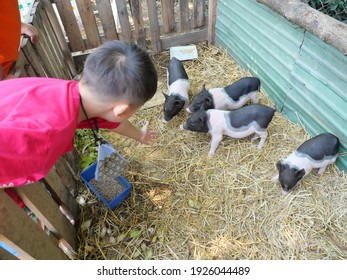 Asian Boy Is Feeding Pig On A Farm, Group Of Baby Vietnamese Pot Bellied Pigs On The Yellow Straw In The Stall,  Young Farmer Wearing Red Shirt In Thailand