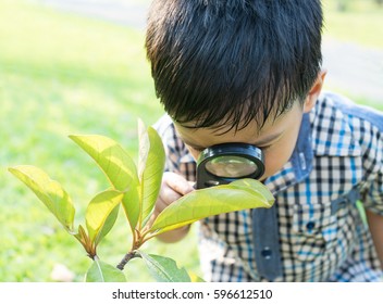 Asian Boy In The Park With A Magnifying Glass Considers Plants.