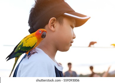 Asian boy playing with his pet parrot.