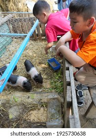 Asian Boys Are Feeding Pig On A Farm, Group Of Baby Vietnamese Pot Bellied Pigs On The Yellow Straw In The Stall,  Young Farmer Wearing Red And Orange Color Shirt In Thailand