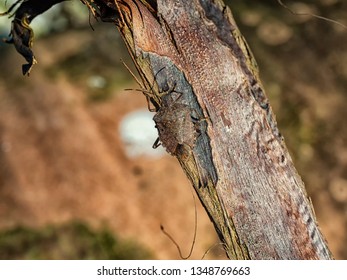 Asian brown bug.