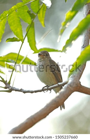 Similar – Image, Stock Photo Curious bird Nature Animal