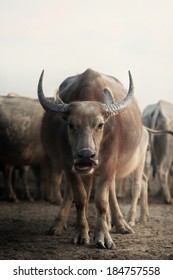 Asian Buffalo