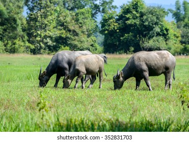 Asian Buffalo Eat Grass On The Field