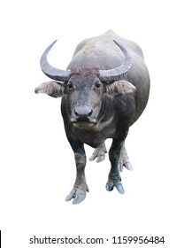 Asian Buffalo Isolated On White