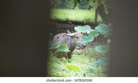 Asian buffalo standing in river with lotus