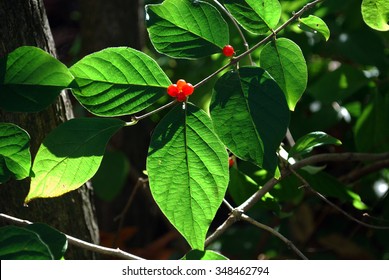 Asian Bush Honeysuckle