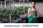 Asian businesswoman using tablet to check data and control environment on cannabis greenhouse planting for making increase THC and CBD chemical in cannabis.Marijuana ingredient alternative medicine