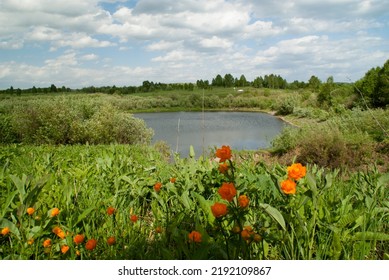 Asian Buttercup Family Bathing Suit On The Lake Shore.