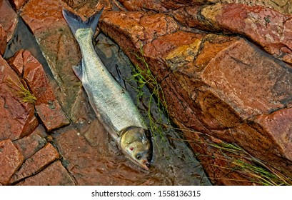 Asian Carp, Aka Jumping Carp Lying On A Rocky Beach After It Has Jumped Out Of A Fast River. After Some Frantic Flopping On The Rocks It Found Its Way Back Into The Water. These Carp Are  Invasive 