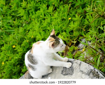 The Asian Cat ( Also Known As The Malay Cat), Is A Cat Breed That Is Similar To The Burmese Cat Breed, But Has Differences In Coat Color And Pattern.