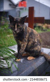 Asian Cat Playing In The Green Garden. Selective Focus