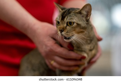 Malayan Cat Images Stock Photos Vectors Shutterstock