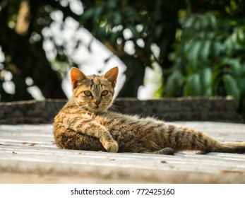 Asian Cats Cute Backgrounds Nature Stock Photo 772425160 | Shutterstock