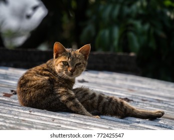 Asian Cats Cute Backgrounds Nature Stock Photo 772425547 | Shutterstock