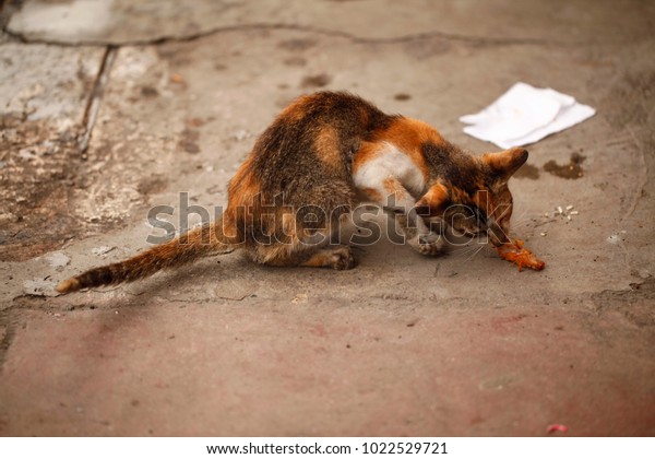 asian cats - cute beautiful tricolor cat female eating\
fried chicken on a pavement in Asia on a sunny day in natural light\
close up