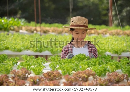 Asian child holding hydroponics. little girl in a greenhouse harvesting vegetables. kid with salad.hydroponic home planting and farming. young female gardening leafy vegetable. Selective focus.