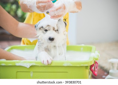 6,278 Dog bath summer Images, Stock Photos & Vectors | Shutterstock