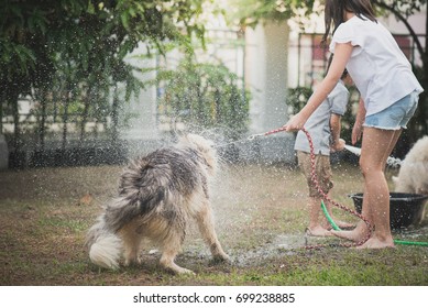 Asian children wash siberian husky dog on summer day