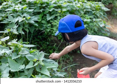 Asian Chinese Little Girl Playing At Organic Farm Outdoor