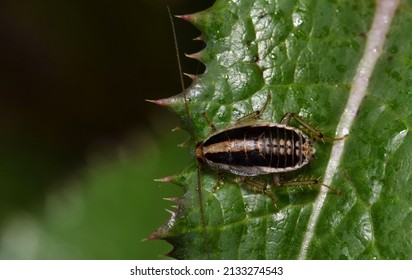 Asian Cockroach Nymph (Blattella Asahinai) Dorsal View On A Thistle Leaf In Houston, TX.