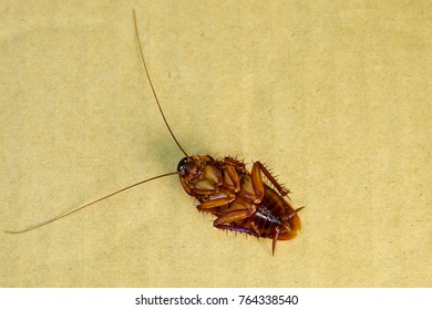 Asian Cockroaches In Thailand. Cockroach Lie Supine On The Paper Box. Be Nasty Animals. 