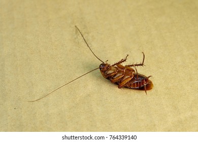 Asian Cockroaches In Thailand. Cockroach Lie Supine On The Paper Box. Be Nasty Animals. 