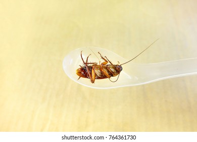 Asian Cockroaches In Thailand. Cockroach Lie Supine On White Background. Be Nasty Animals. 