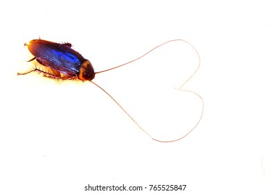 Asian Cockroaches In Thailand. Cockroach On White Background. Cockroach Made Of Heart Shaped Beard.