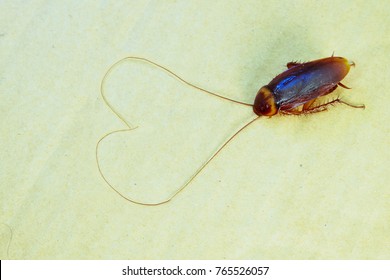 Asian Cockroaches In Thailand. Cockroach Are In Paper Crates. Cockroach Made Of Heart Shaped Beard.