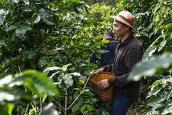 Asian Coffee Farmer Picking Fresh Coffee Berries From Tree In Countryside Coffee Plantations