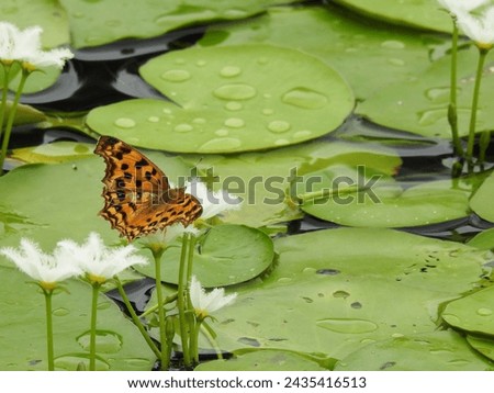 Asian comma (Polygonia c-aureum) visits the flower of banana plant (Nymphoides indica) in the pond .