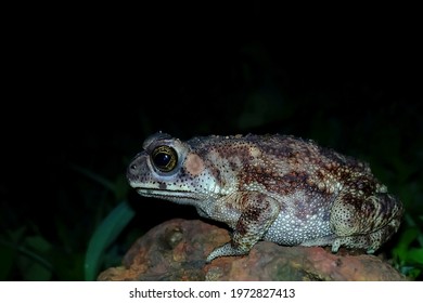 Asian Common Toad⁣
- Duttaphrynus Melanostictus⁣