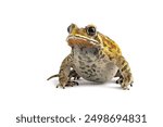 Asian common toad (Duttaphrynus melanostictus) isolated on white backkground, Asian common toad (Duttaphrynus melanostictus) closeup