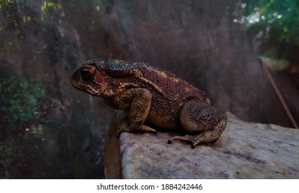 Asian Common Toad (Duttaphrynus Melanostictus)