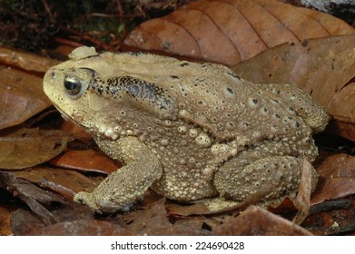 Asian Common Toad, Duttaphrynus Melanostictus