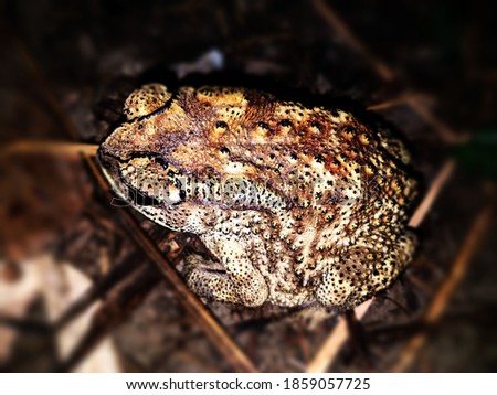 Asian Common Toad is spending lazy time at night with blur background. Beautiful toad,asian. Frog. Kuno. Bang.