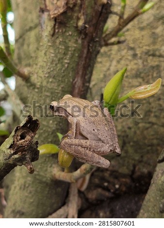 Asian common tree frog (Polypedates leucomystax) perched on a green plant stem with tree bark background in macro view.