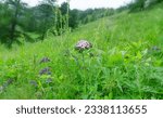 Asian common yarrow (Achillea millefolium subsp. Asiatica) med. sanguinary. Altai fores meadows, Siberia. Famous (since the time of Achilles) medicinal plant, folk medicine (hemostatic)