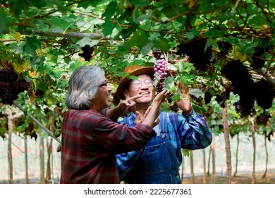 Asian couple aged man retirement happy present his grapes harvest in garden farm, lifestyle elderly man brothers invest small business Vineryard farm together, smiling workers or partnership concept - Powered by Shutterstock