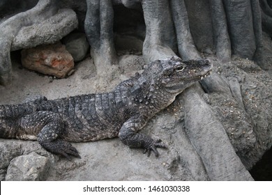 Asian Crocodile At The Indianapolis Zoo