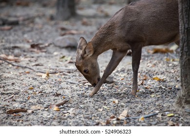 Asian Deer Nature Background Stock Photo 524906323 | Shutterstock