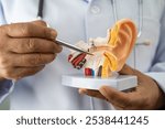 Asian doctor holding human ear model to learn and treat hearing loss in patient.