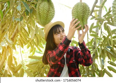 Asian Durian Farmer Harvest Durian On The Durian Farm