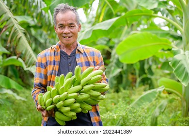 Asian elderly male farmer smiling happily holding unripe bananas and harvesting crops in the banana plantation Agricultural concept: Senior man farmer with fresh green bananas