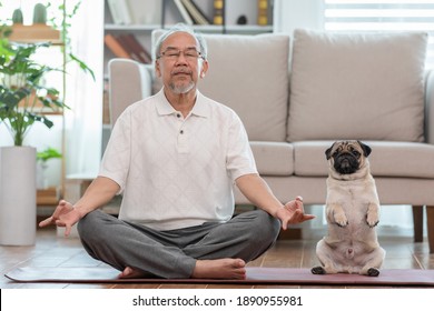 Asian elderly senoir man doing yoga with dog pug breed in living room at home,Happy Retired at home concept 