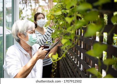 Asian Elderly Woman Is Pruning Branches In The Garden At Home,senior Mother And Daughter Are Doing Tree Planting Activities During The Pandemic Of Covid-19,Coronavirus,social Distance By Stay Home