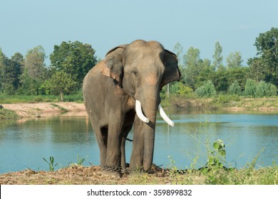 Asian Elephant