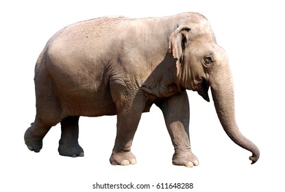 Asian Elephant Stock Photo 611648288 | Shutterstock