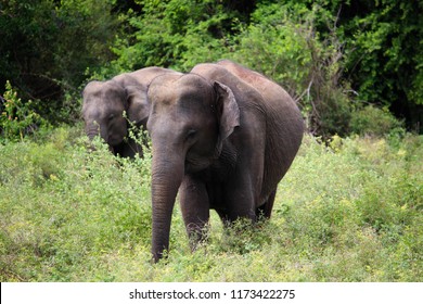 Asian Elephant Appearing Out Jungle Sigiriya Stock Photo 1173422275 ...